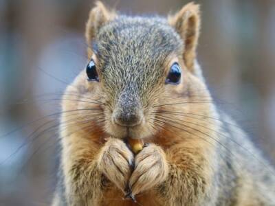 Should I get Critter Guards & Pest Prevention for Solar